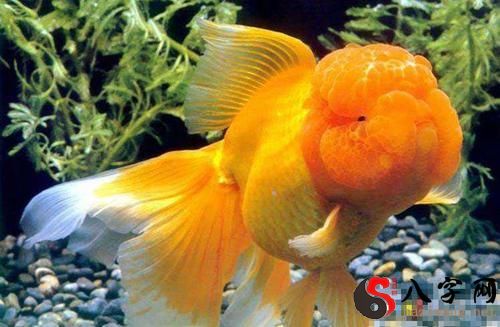 梦见金鱼死了