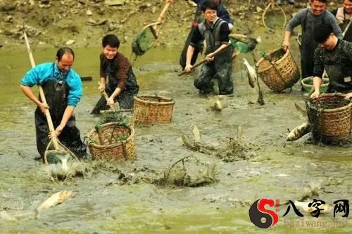 梦见抓了很多小虾