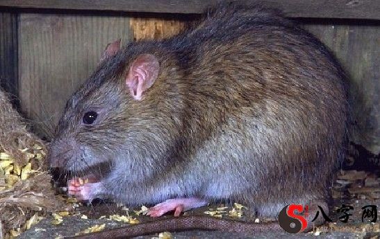 梦见打死老鼠出血