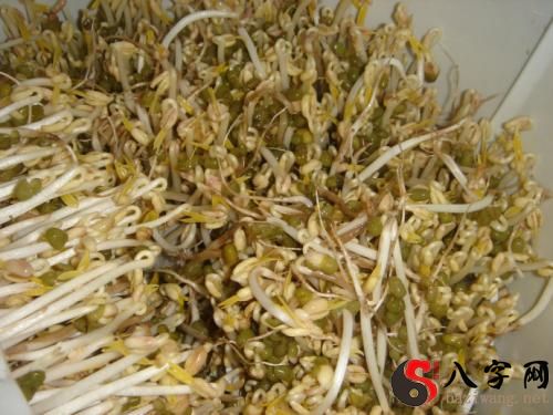 梦见豆芽腐烂