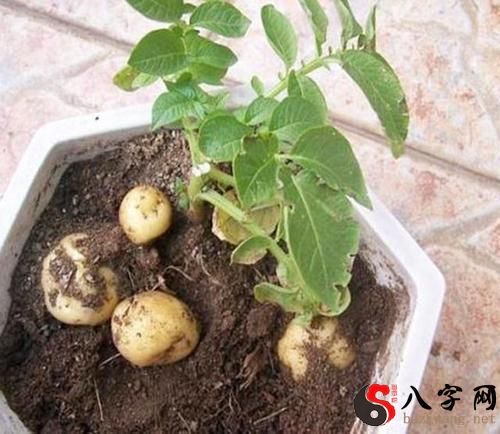 梦见土豆发新芽