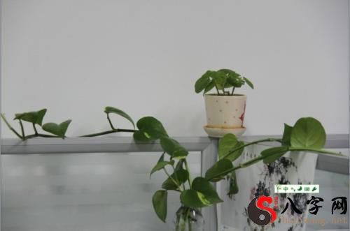梦见办公室好多植物